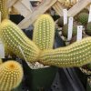 Cleistocactus_icosagonus